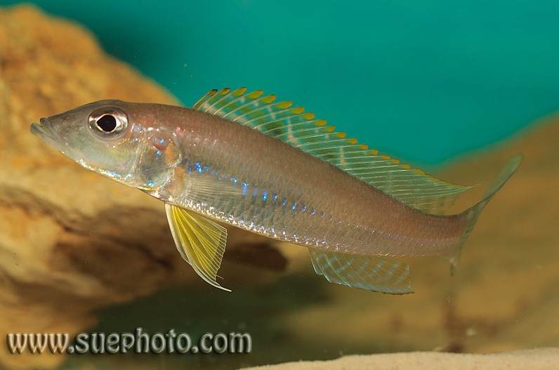 Reganochromis calliurus 'Chituta Bay'
